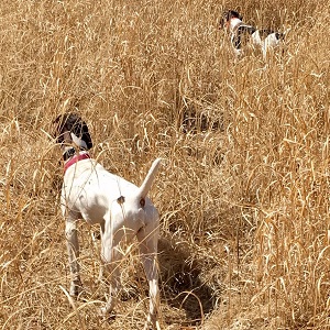 German Shorthair Puppy