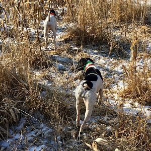 Shorthair Puppies for Sale