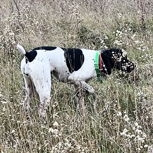 GSP Puppy for Sale