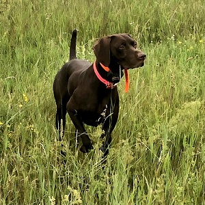 MN Shorthair Puppies for Sale