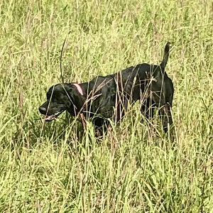 MN Shorthair Pointer Puppies