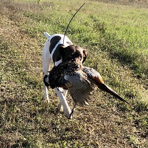 GSP Puppies for Sale