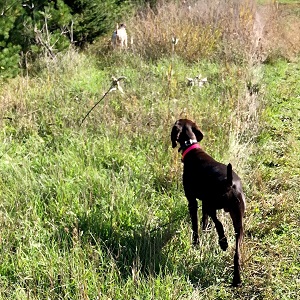 AKC Shorthaired Puppy