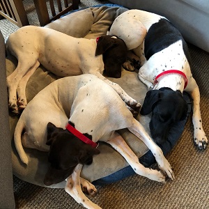 Pointer Puppies for Sale