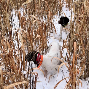 MN Puppy for Sale