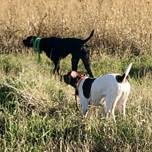 Shorthair Puppy for sale