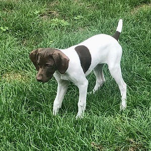 GPS Puppies