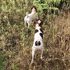 Shorthair Pointer Puppies