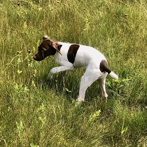 German Shorthair Pointer Puppy