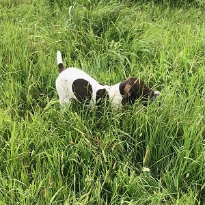 Shorthair Pointer Puppies