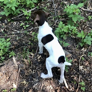 MN Shorthair Pointer