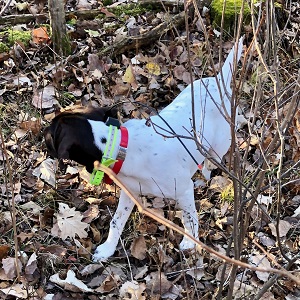 Shorthair Puppy for sale