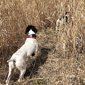 Shorthair Puppies for sale