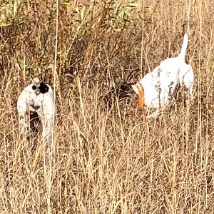 Shorthair Pointer Puppies