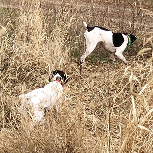 German Shorthair Pointer Puppy