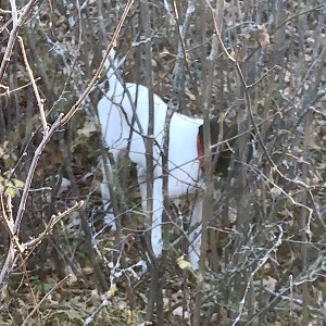 German Shorthair Puppy for Sale