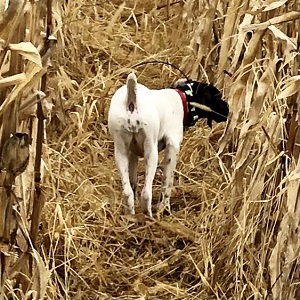 MN Shorthair Pointers