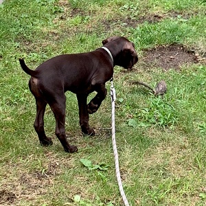 Shorthair Puppy for sale