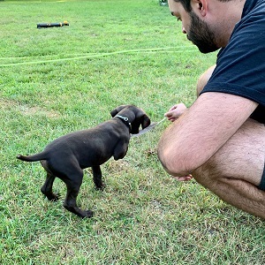 Shorthair Puppies for sale