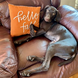 Shorthair Pointer Puppies