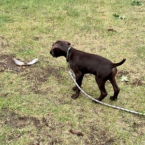 German Shorthair Pointer Puppy