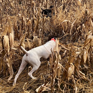MN Shorthair Pointer