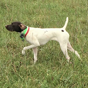 GPS Puppies