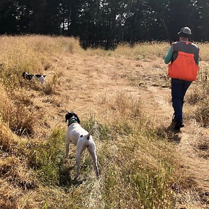 Shorthair Puppies for sale