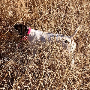 Shorthair Pointer Puppies