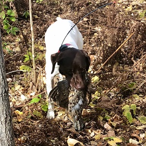 German Shorthair Pointer Puppy