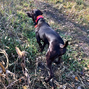 Shorthair Puppy for sale