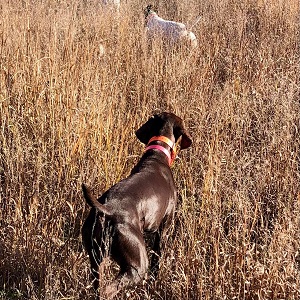 Shorthair Puppies for sale