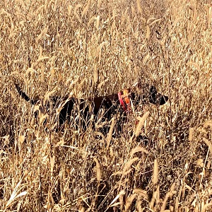 Shorthair Pointer Puppies