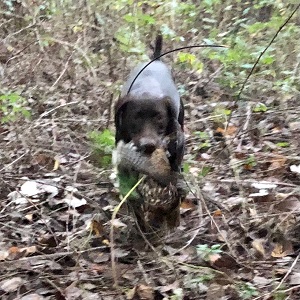 German Shorthair Pointer Puppy