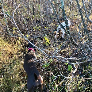 Shorthair Pointer Puppies