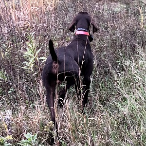 MN Shorthair Pointer
