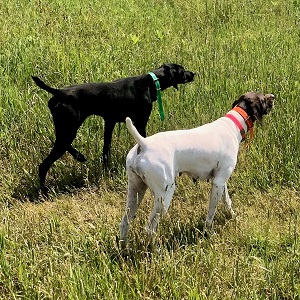Shorthair Puppy for sale