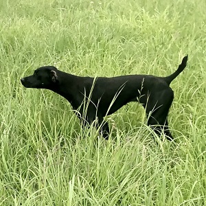 GPS Puppies