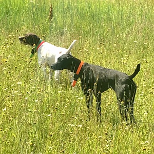 Shorthair Puppies for sale