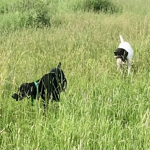 Shorthair Pointer Puppies