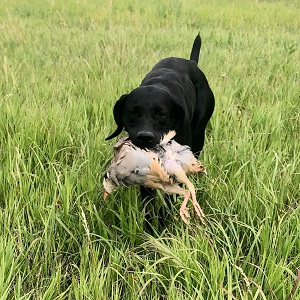 German Shorthair Pointer Puppy