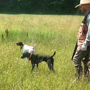 Shorthair Pointer Puppies