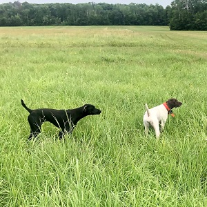 MN Shorthair Pointer