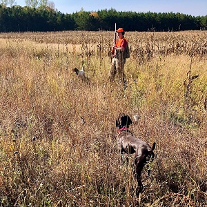 German Shorthair Puppies