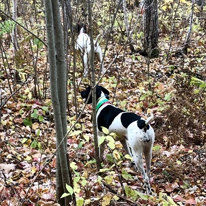 German Shorthair Puppy