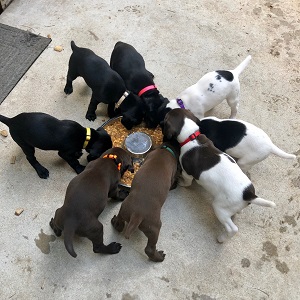 Puppies for Sale