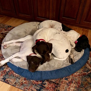 German Shorthair Pointer