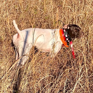 German Shorthair for Sale
