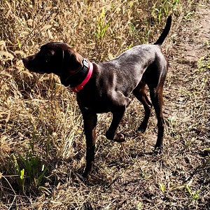 Brainerd MN Shorthairs