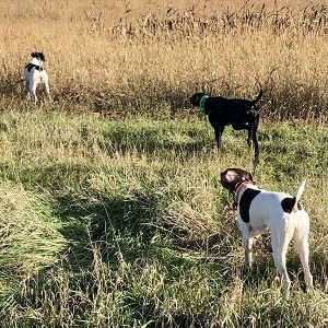 Shorthair puppies for sale